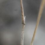 Agrostis tenerrima 樹皮
