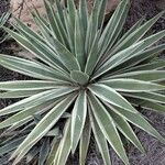 Agave vivipara 葉