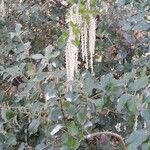 Garrya elliptica Habit