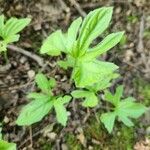 Hydrastis canadensis Leaf