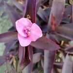 Tradescantia pallidaЦветок