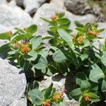 Euphorbia pyrenaica Muu