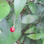 Ruscus hypophyllum Fruto