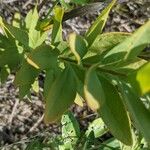 Comandra umbellata Leaf