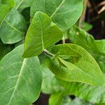 Lonicera periclymenum Blad