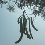 Parkia biglobosa ഫലം