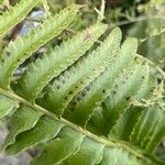 Polystichum munitumഇല