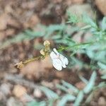 Linaria nivea Flor