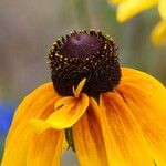 Rudbeckia hirta Outro