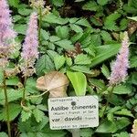 Astilbe rubra Anders