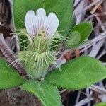 Blepharis maderaspatensis Flor