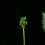 Scrophularia pauciflora Habit