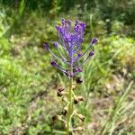 Muscari matritense Virág