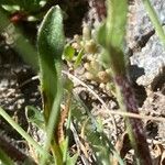 Erigeron uniflorus Folha