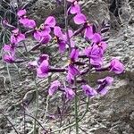 Moricandia moricandioides Flor