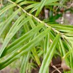 Freycinetia cumingiana Folha