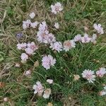 Armeria multiceps Kvet