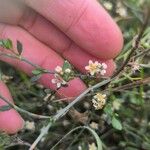 Polygonum equisetiforme Flower