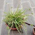 Chlorophytum comosumഇല