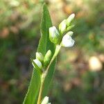 Persicaria mitis പുറംതൊലി