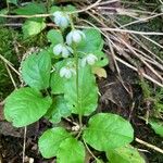 Pyrola elliptica Foglia