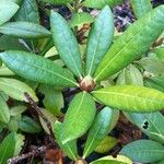 Rhododendron ponticum Flower