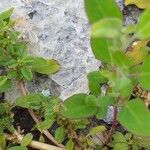 Amaranthus blitum ഇല