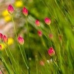 Bongardia chrysogonum Flor