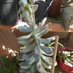 Pachyphytum bracteosum পাতা