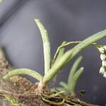 Bolusiella iridifolia Habit