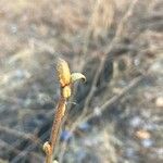 Shepherdia canadensis Leaf