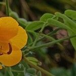 Senna corymbosaFolha