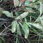 Lobelia urens Leaf