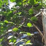 Mucuna macrocarpa Συνήθη χαρακτηριστικά