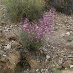 Limonium insigne Habit