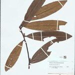 Guatteria discolor Hoja