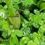 Neotinea tridentata Hoja