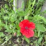 Papaver argemone Fleur