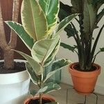 Ficus elastica Folha