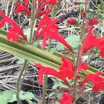 Salvia roemeriana Flor