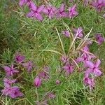 Epilobium dodonaei Συνήθη χαρακτηριστικά