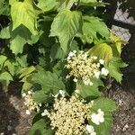 Viburnum sargentii Leaf