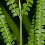 Lindsaea stricta Fruit