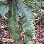 Clavija costaricana Leaf