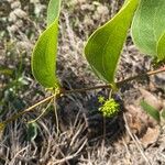 Smilax ancepsFrukt