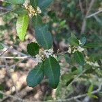 Ilex vomitoria Ліст