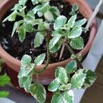 Plectranthus madagascariensis 叶