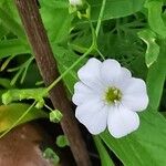 Gypsophila elegansBlomst