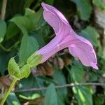 Ipomoea setiferaFlower