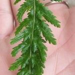 Achillea filipendulina 葉